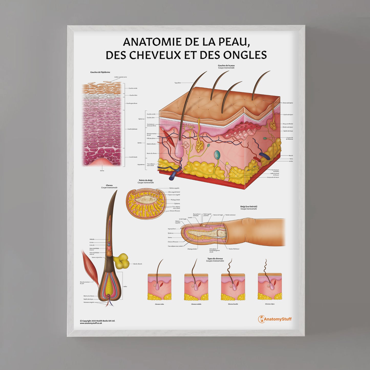 Anatomie de la Peau,  des Cheveux et des Ongles Chart / Poster - French