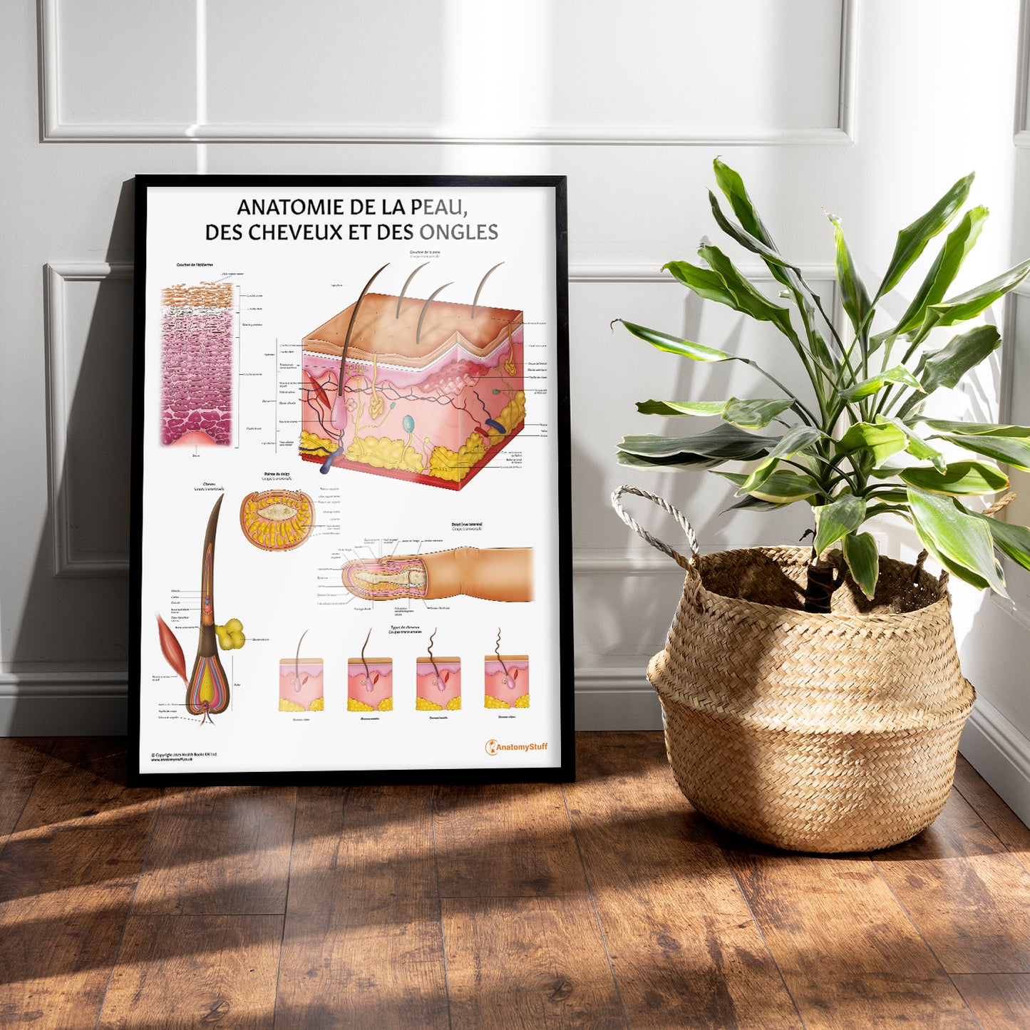 Anatomie de la Peau,  des Cheveux et des Ongles Chart / Poster - French