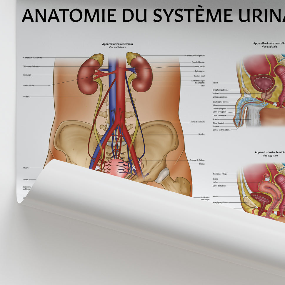 Anatomie de l'Appareil Urinaire Chart / Poster - French