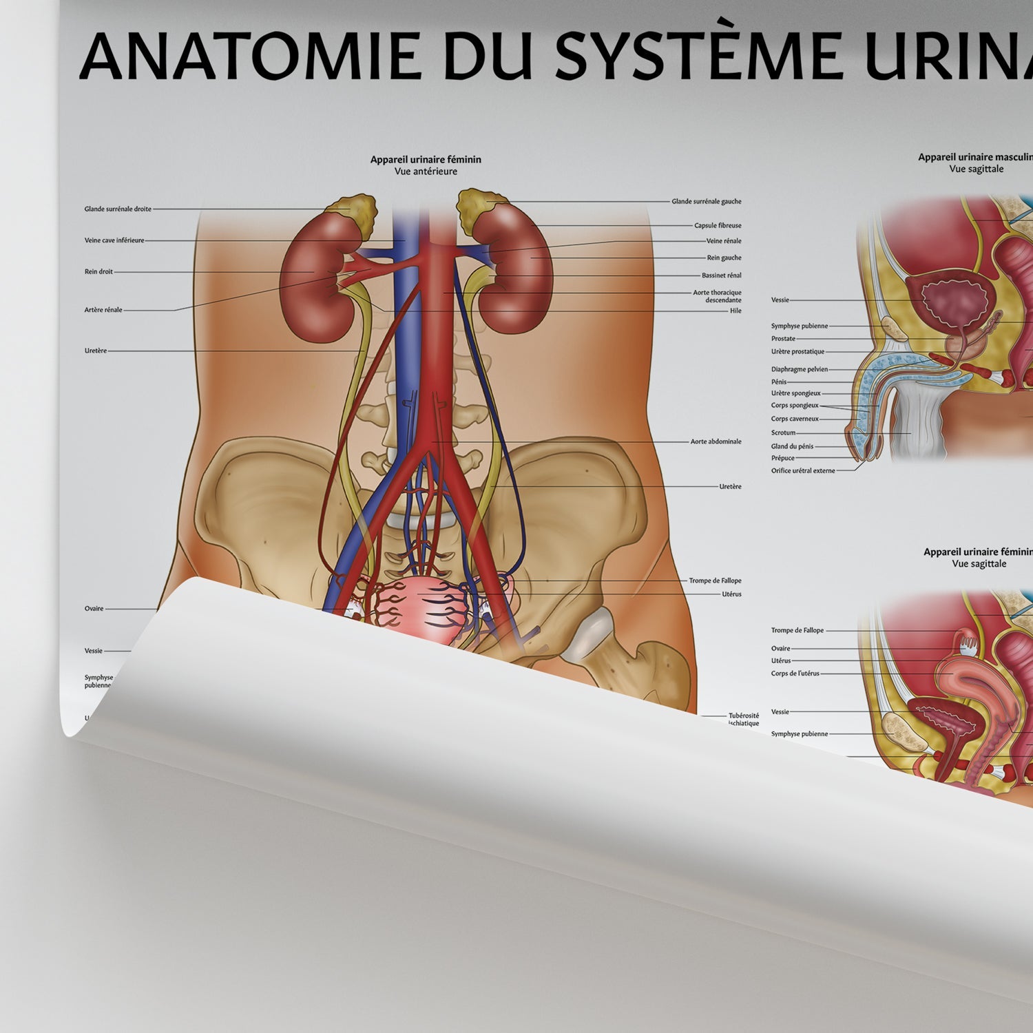 Anatomie de l'Appareil Urinaire Chart / Poster - French