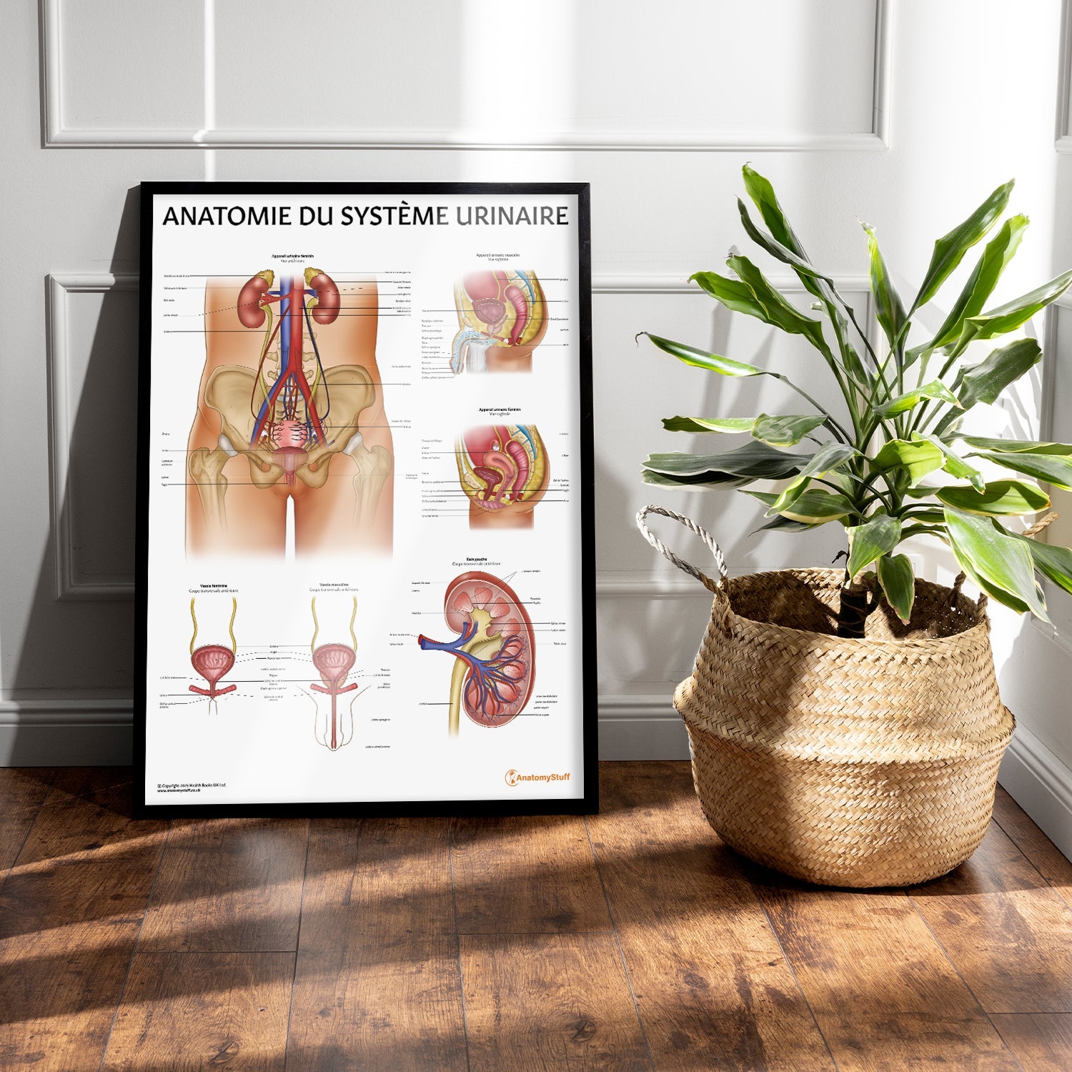 Anatomie de l'Appareil Urinaire Chart / Poster - French