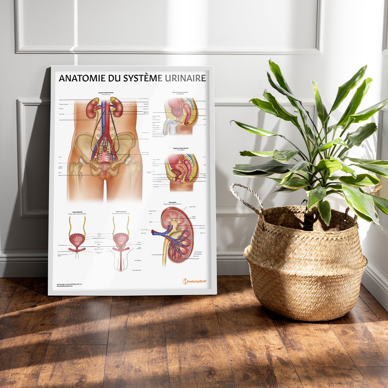 Anatomie de l'Appareil Urinaire Chart / Poster - French