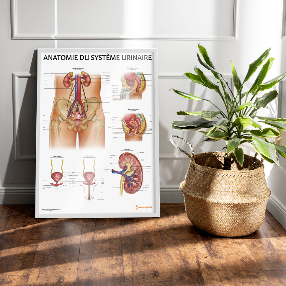 Anatomie de l'Appareil Urinaire Chart / Poster - French