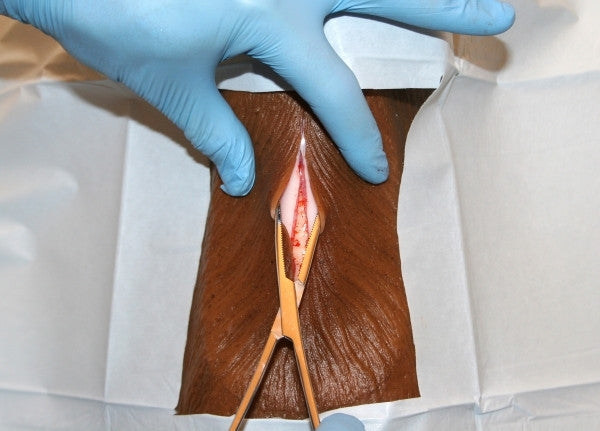 "Louie K9" Canine Tracheostomy Simulator