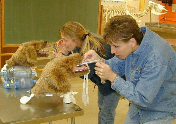 "K-9 Intubation" Canine Trainer