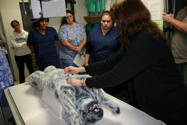 "Emily K9" Canine Positioning Manikin