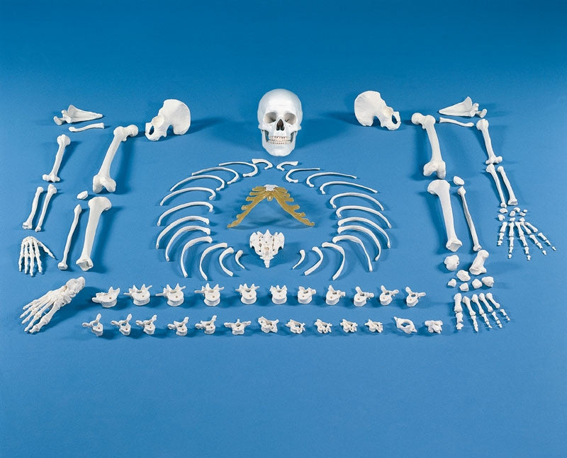 Full Skeleton Bones Unassembled