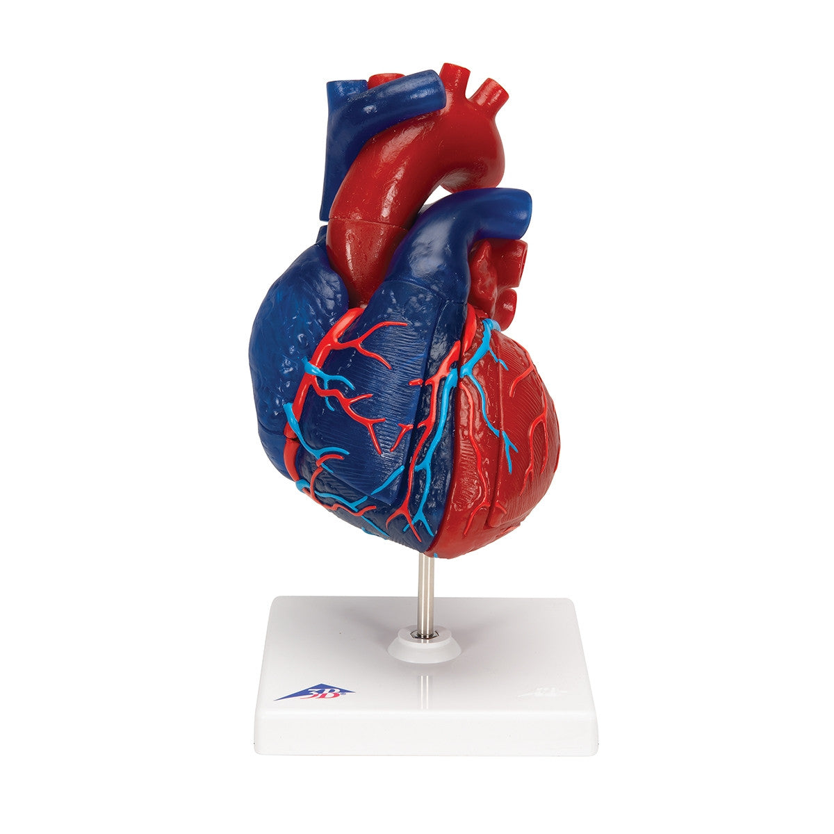 Didactic Heart Model (5 part) 1010007