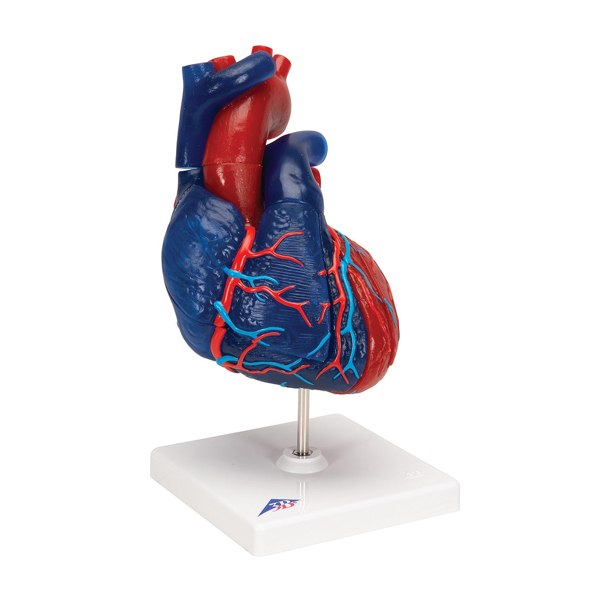 Didactic Heart Model (5 part)