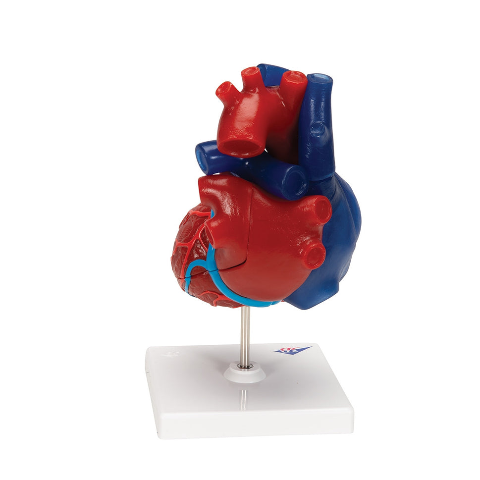Didactic Heart Model (5 part)