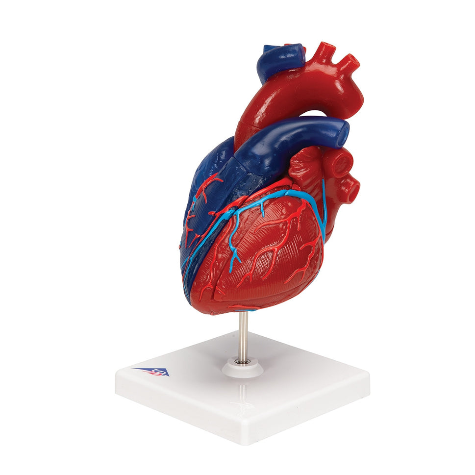 Didactic Heart Model (5 part)