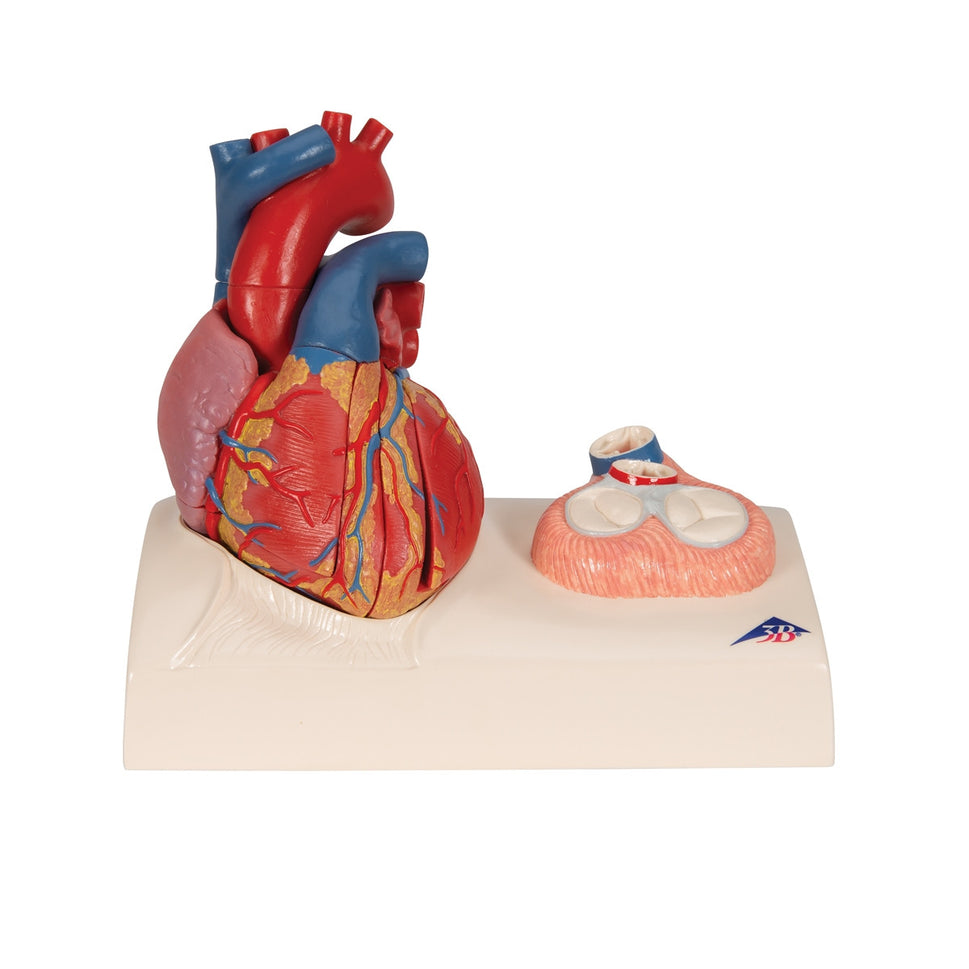 Magnetic Heart Model (5 part)