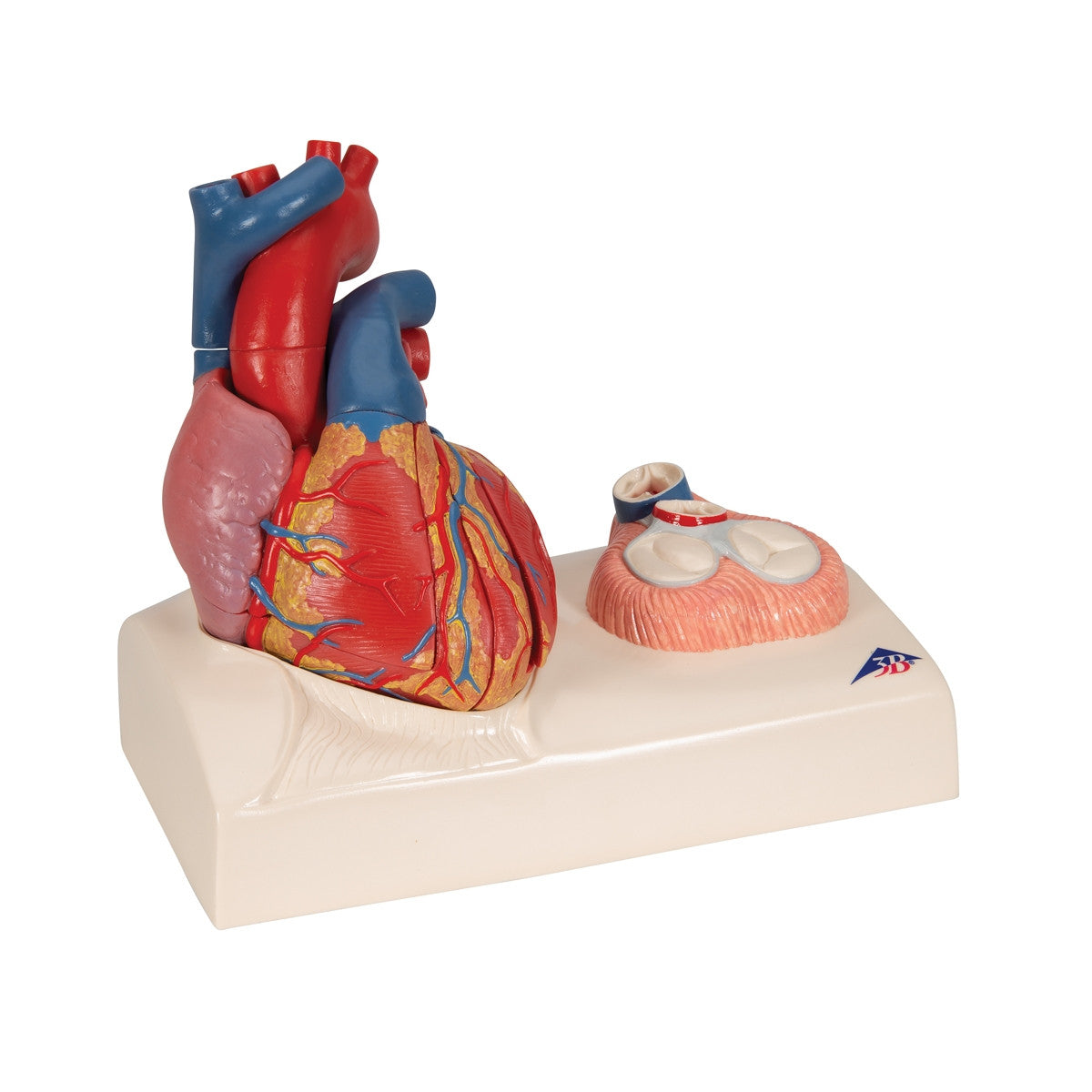 The heart displays the cardiac valves during diastole and is dissected through the median plane to allow inspection of the inner anatomical structures of the heart 1010006