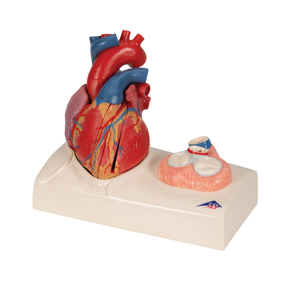 Magnetic Heart Model (5 part)