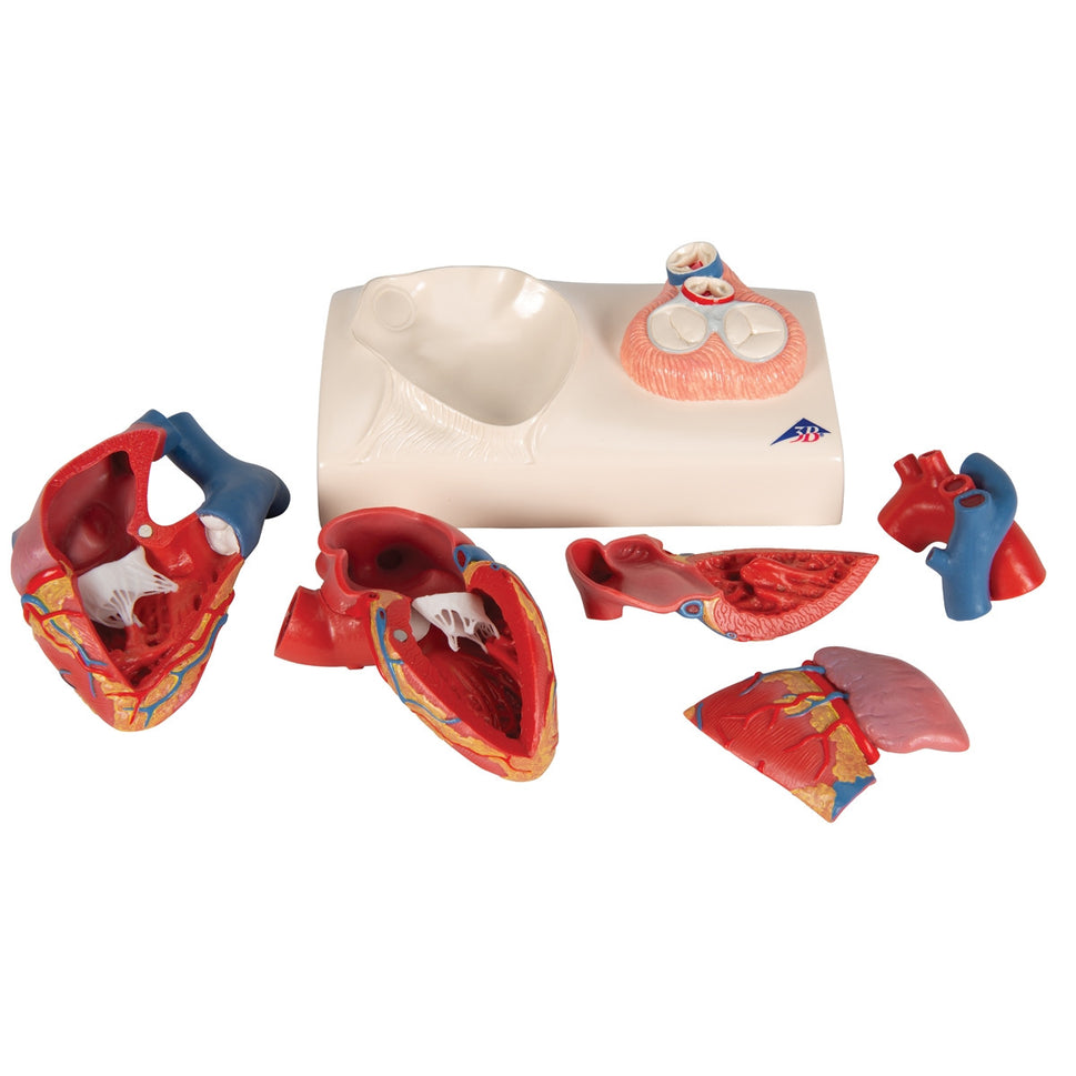 Magnetic Heart Model (5 part)