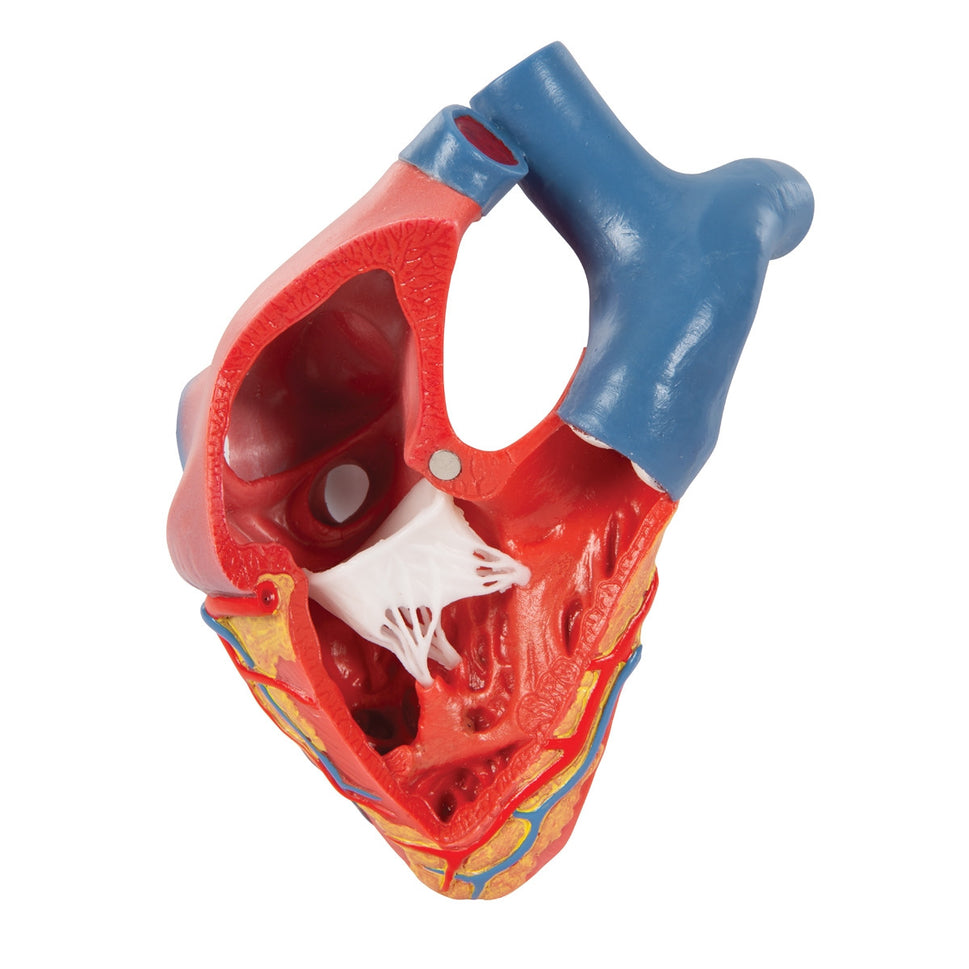 Magnetic Heart Model (5 part)