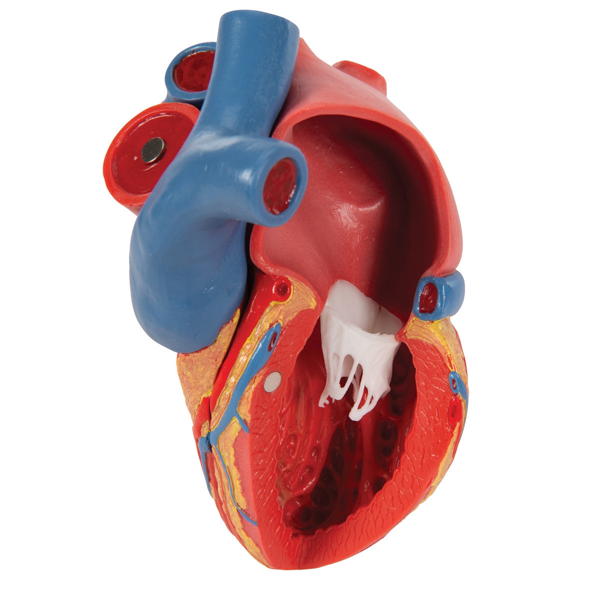 Magnetic Heart Model (5 part)