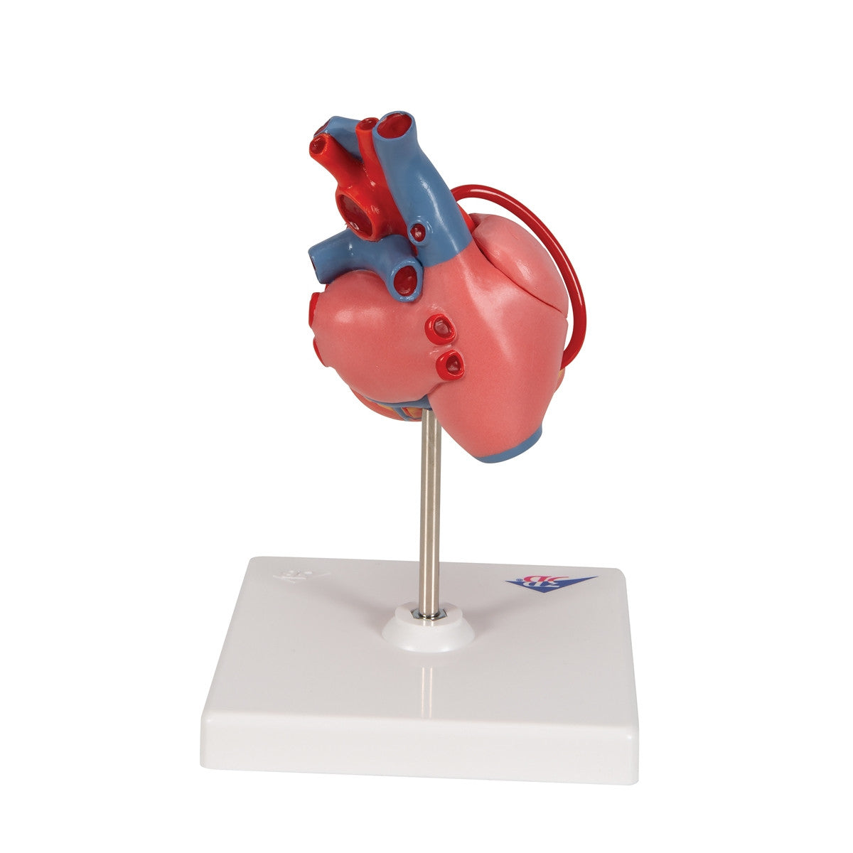 Heart Bypass Model (2 part)