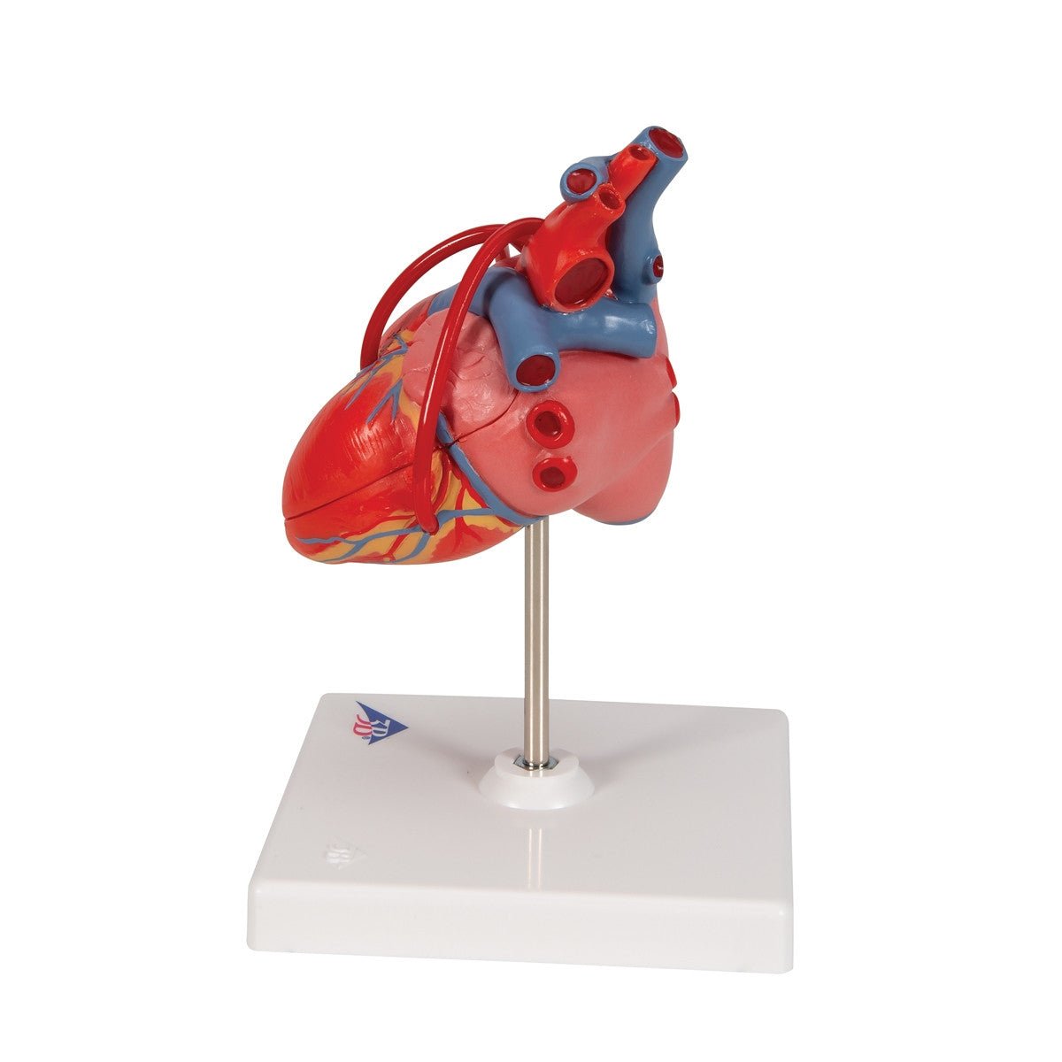Heart Bypass Model (2 part)