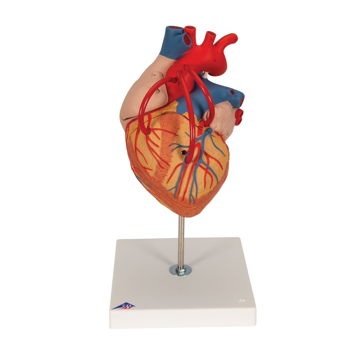 Giant Heart with Bypass Model (2 times life size, 4 part)