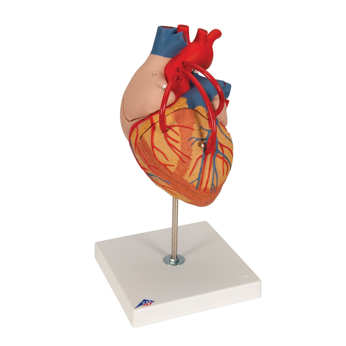 Giant Heart with Bypass Model (2 times life size, 4 part)