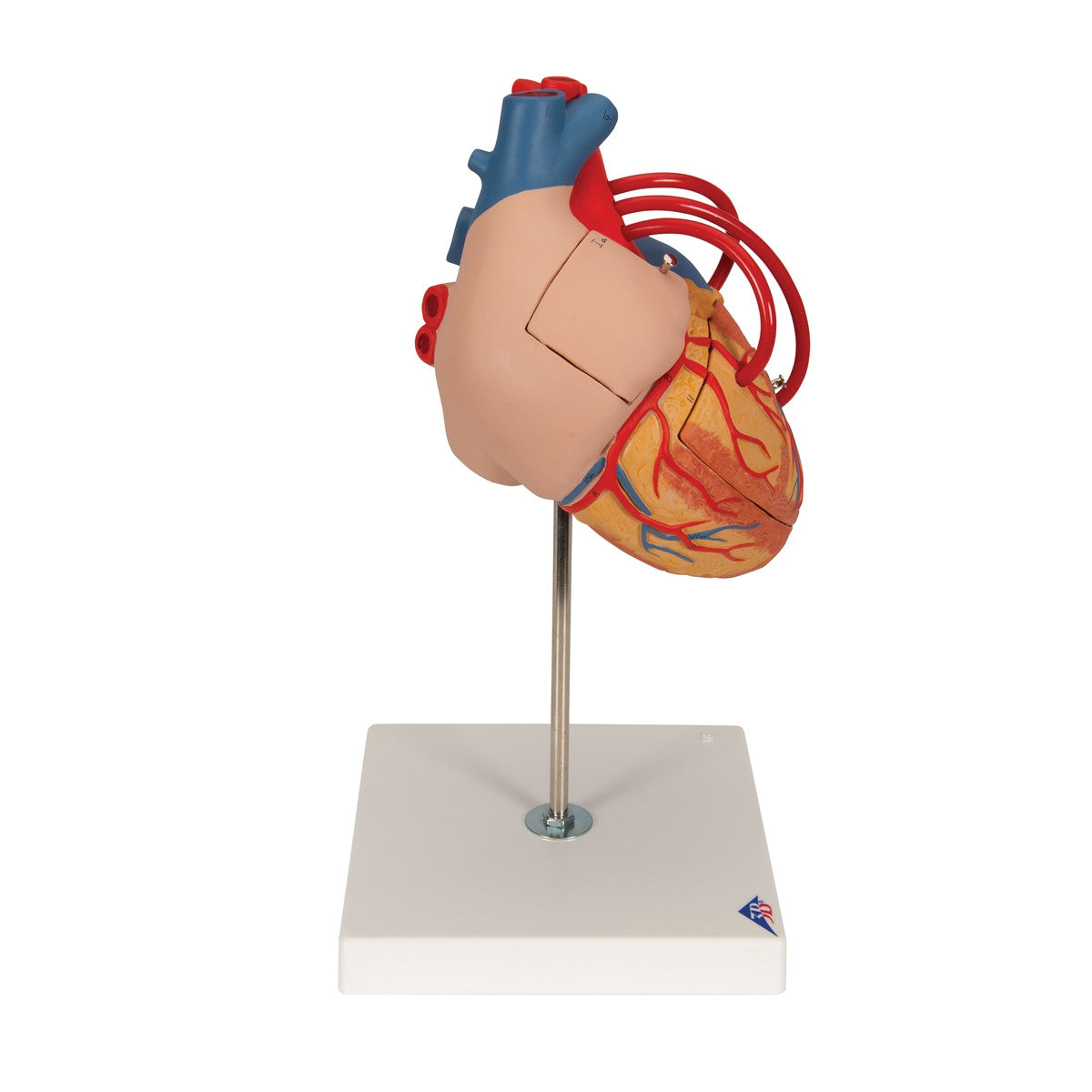Giant Heart with Bypass Model (2 times life size, 4 part)