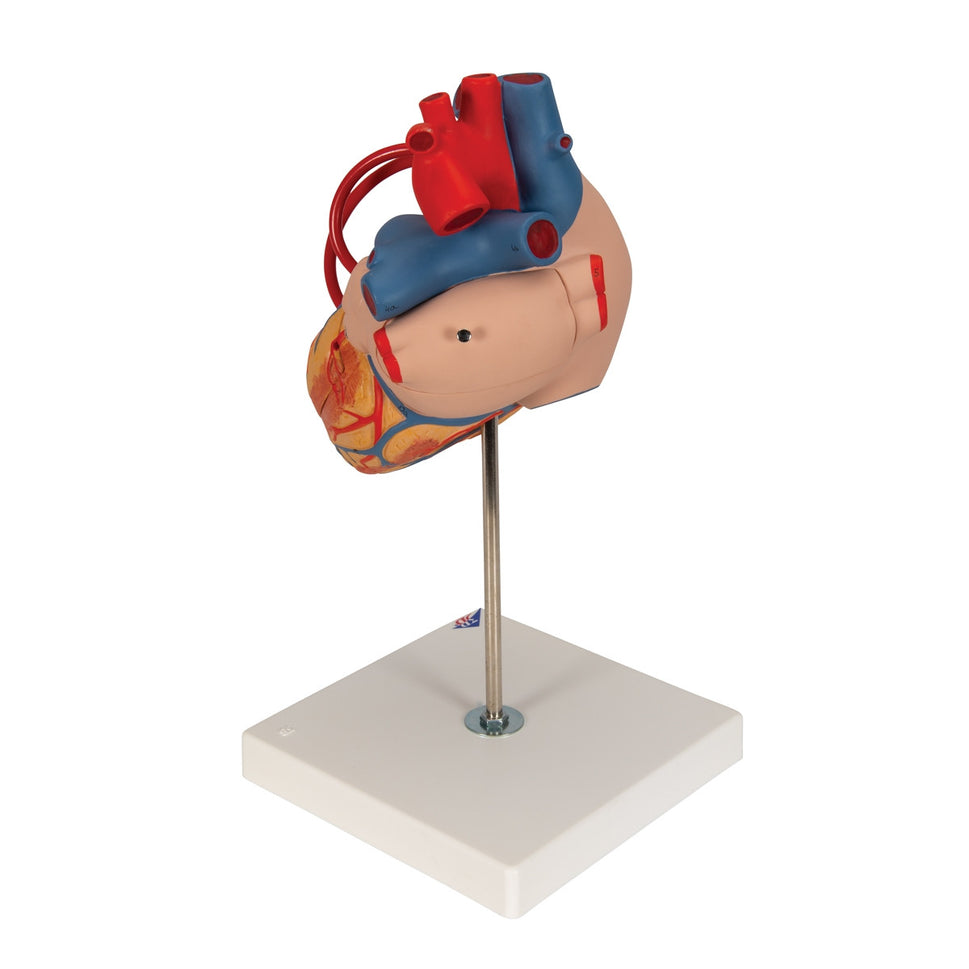 Giant Heart with Bypass Model (2 times life size, 4 part)