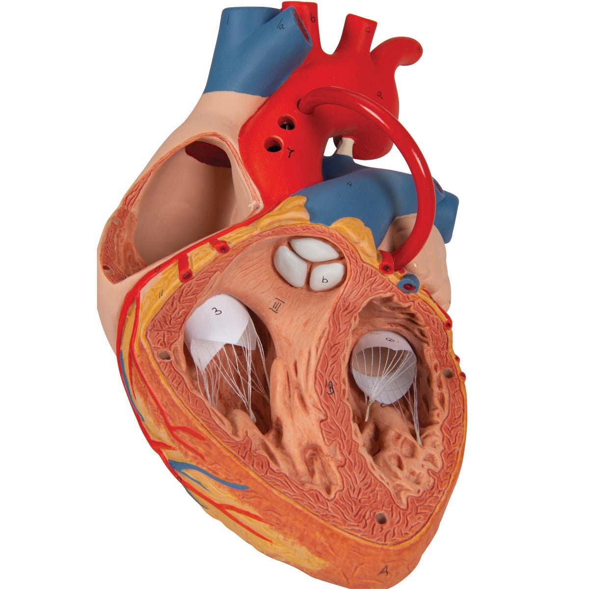 Giant Heart with Bypass Model (2 times life size, 4 part)