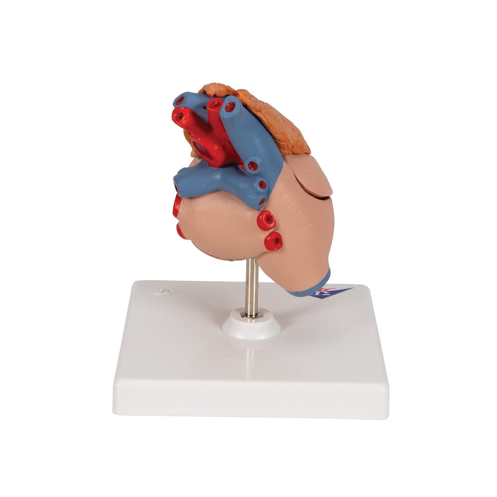 Heart Model with Thymus (3 part)