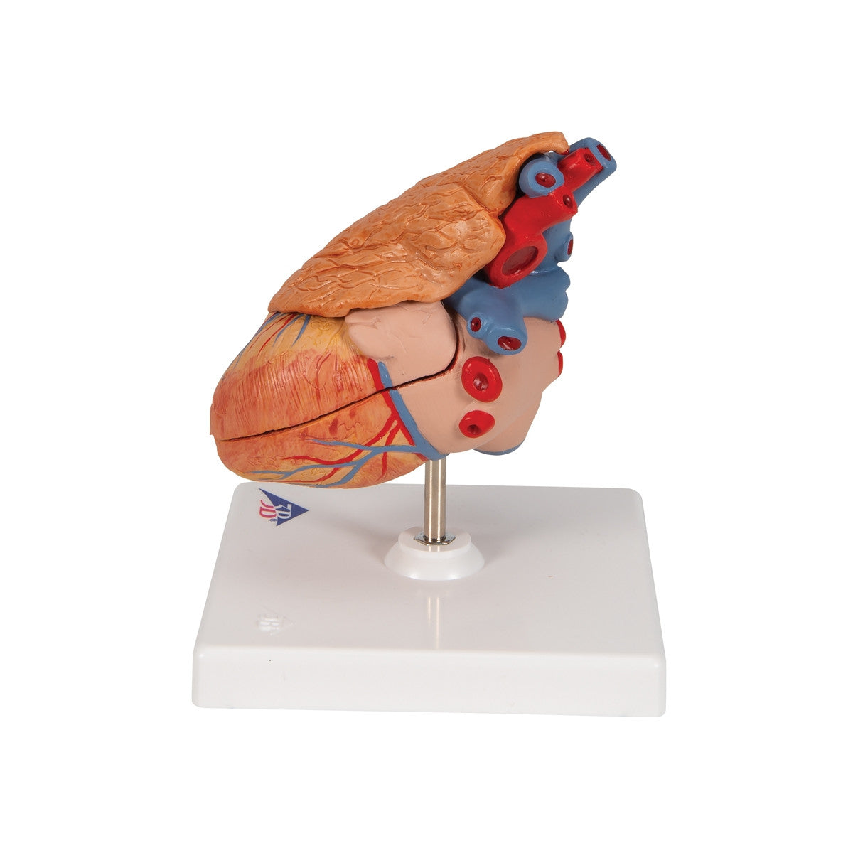 Heart Model with Thymus (3 part)