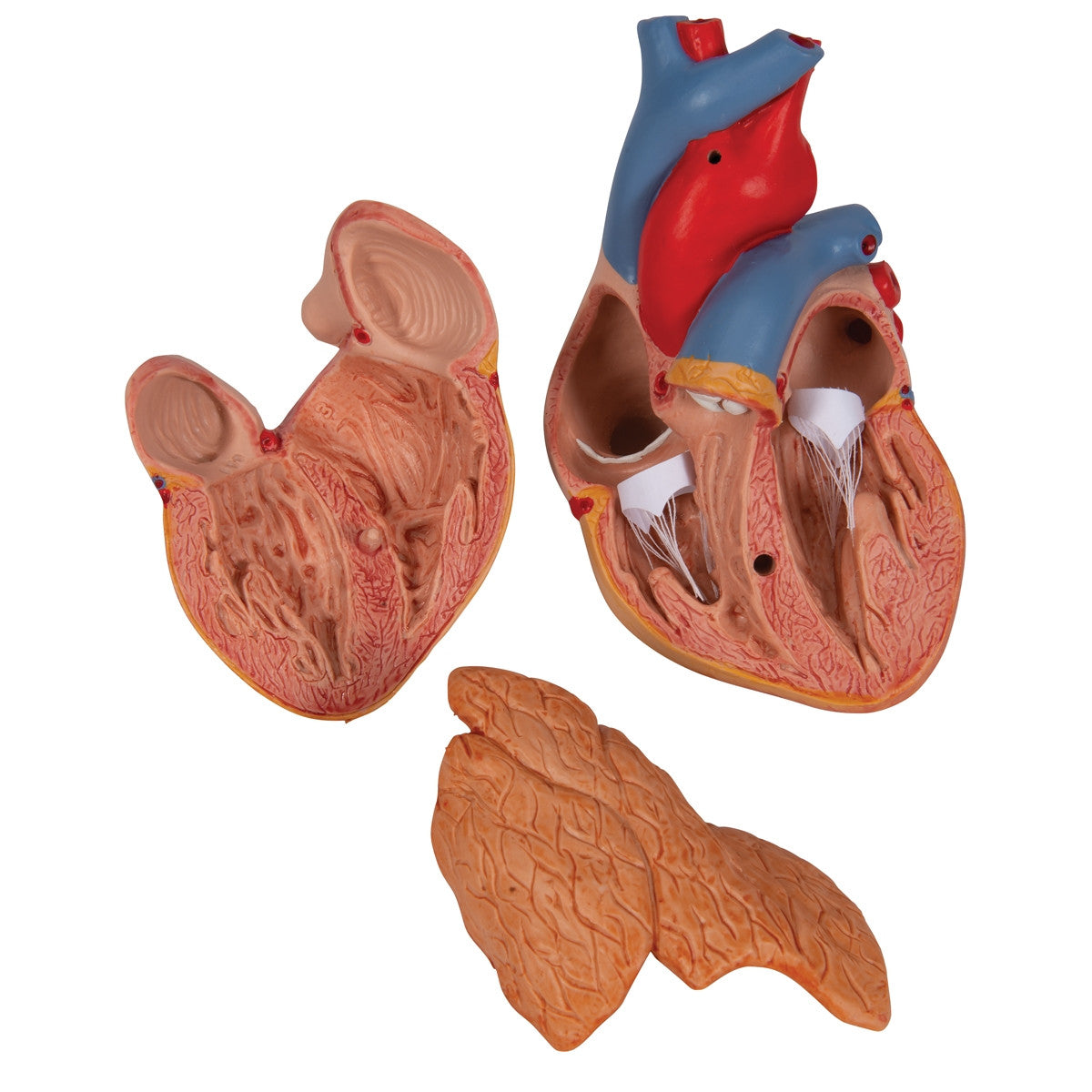 Heart Model with Thymus (3 part)