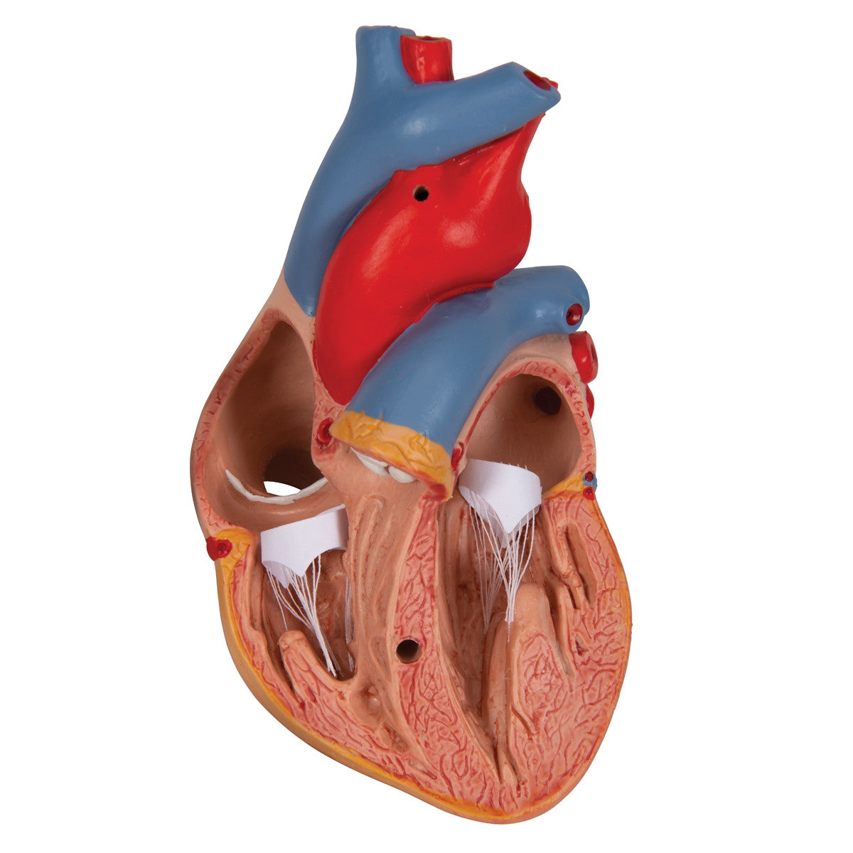Heart Model with Thymus (3 part)