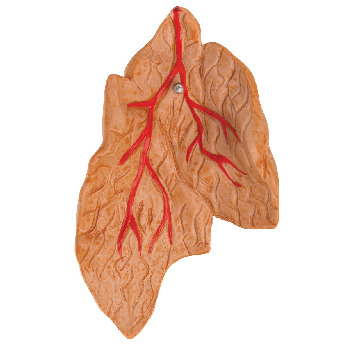 Heart Model with Thymus (3 part)