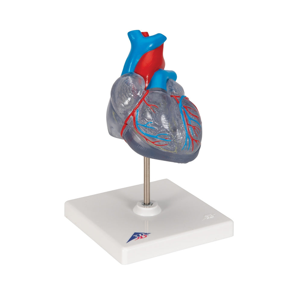 Heart Model with Conducting System (2 part)
