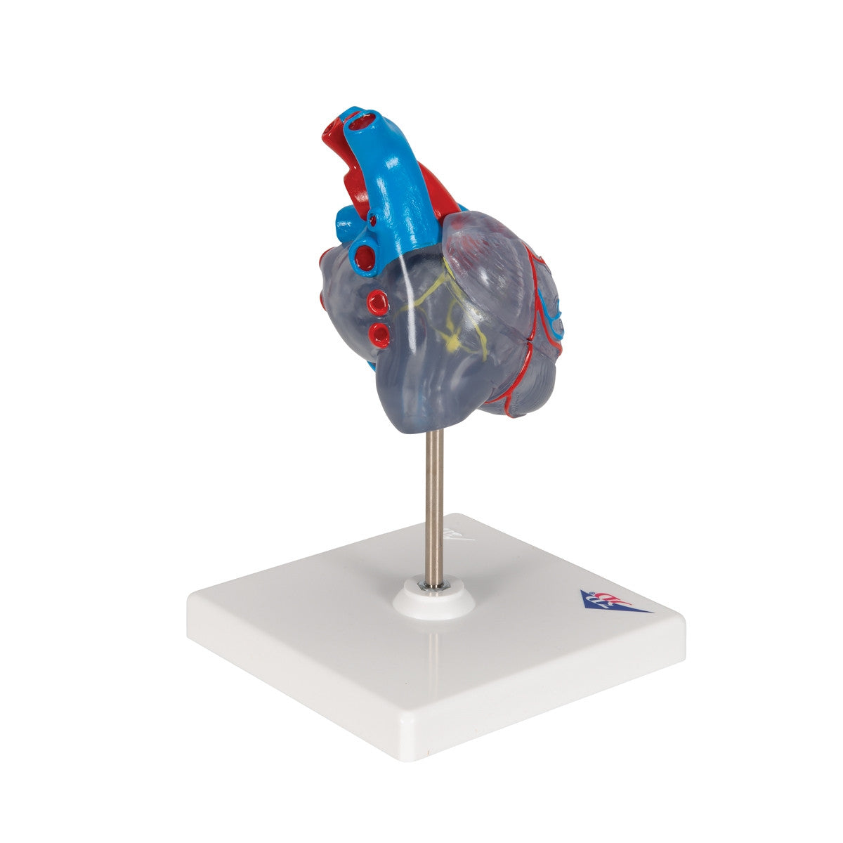 Heart Model with Conducting System (2 part)