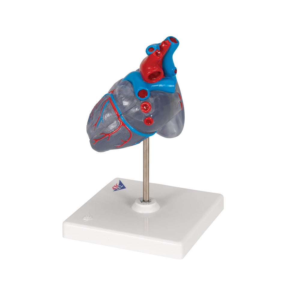 Heart Model with Conducting System (2 part)