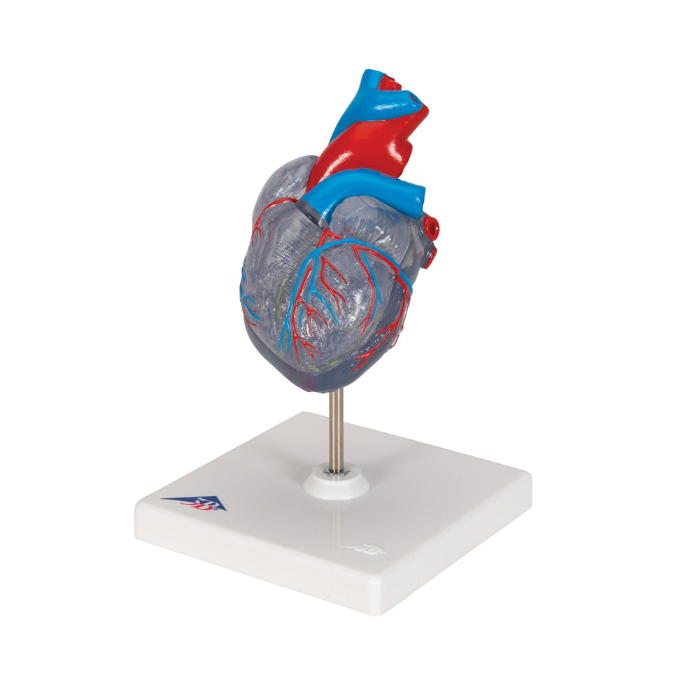 Heart Model with Conducting System (2 part)