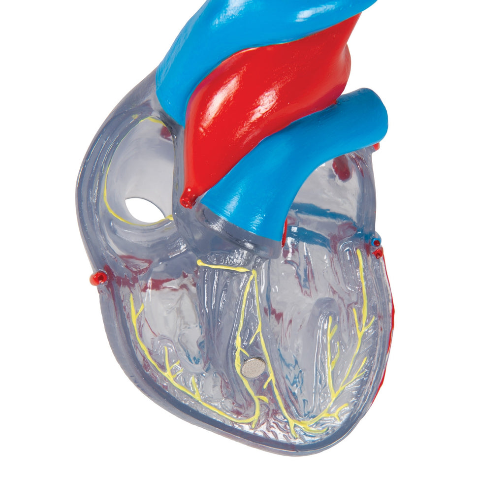 Heart Model with Conducting System (2 part)