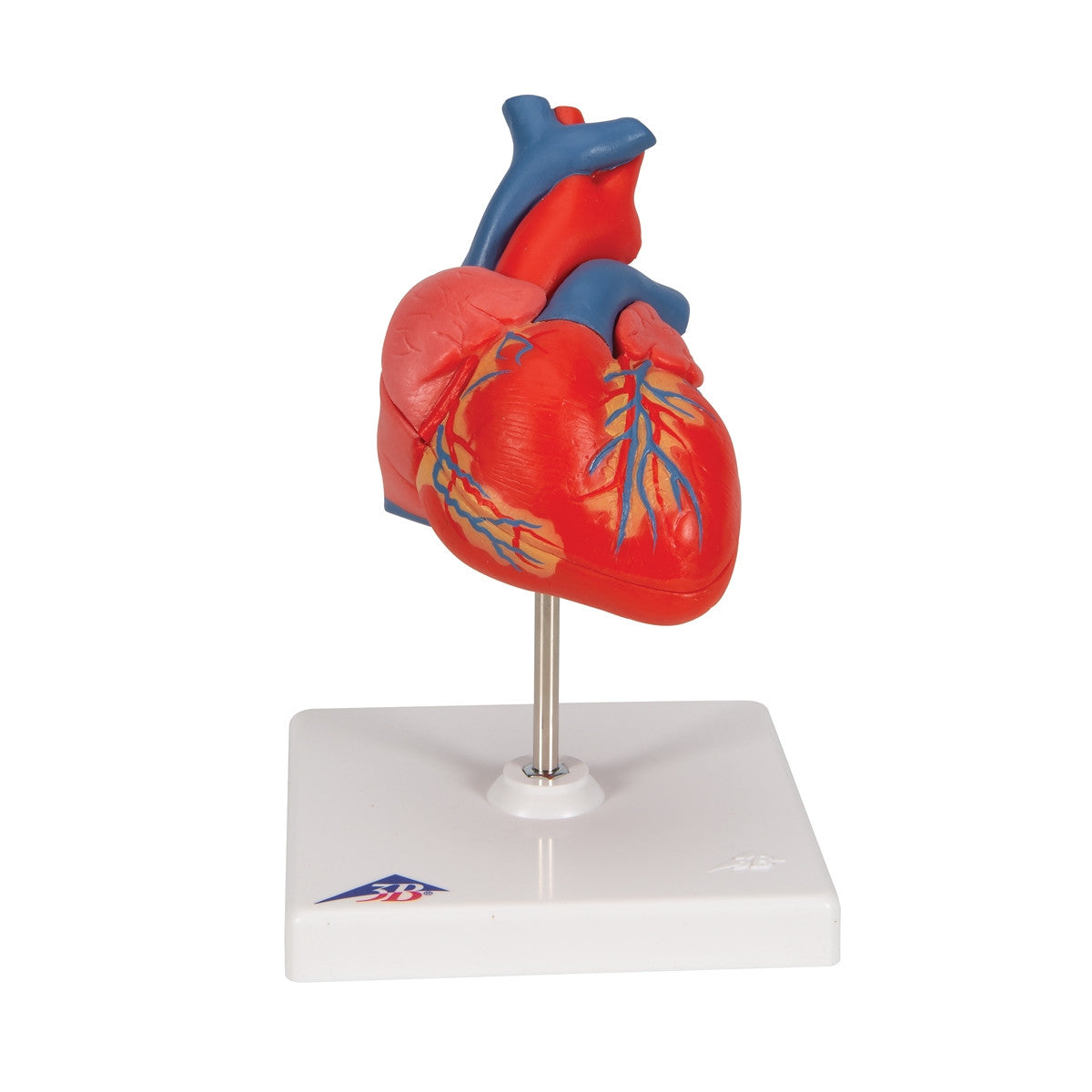 Classic Anatomical Heart Model (2 part)
