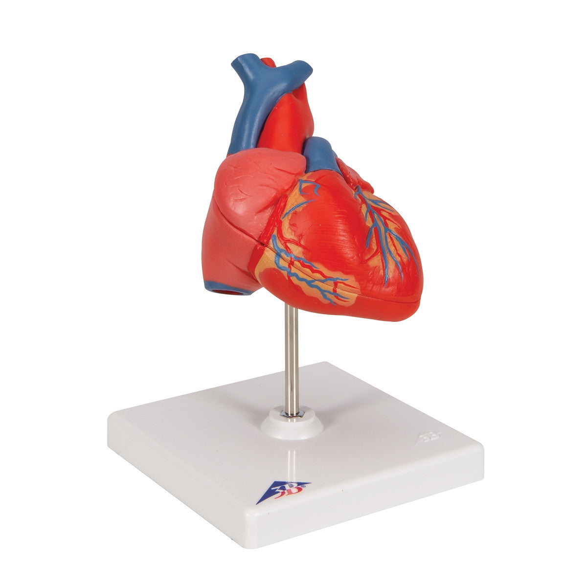 Classic Anatomical Heart Model (2 part)