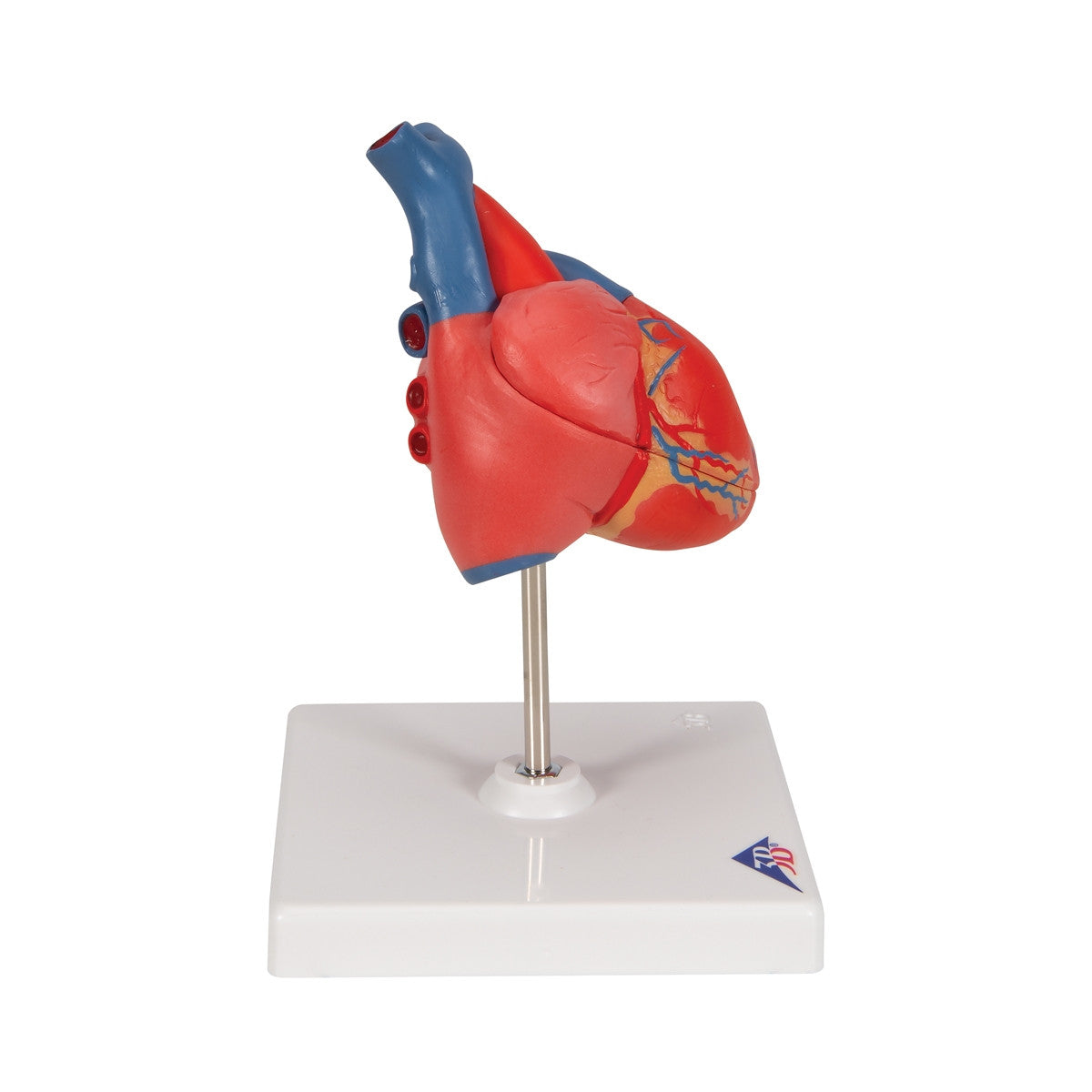 Classic Anatomical Heart Model (2 part)