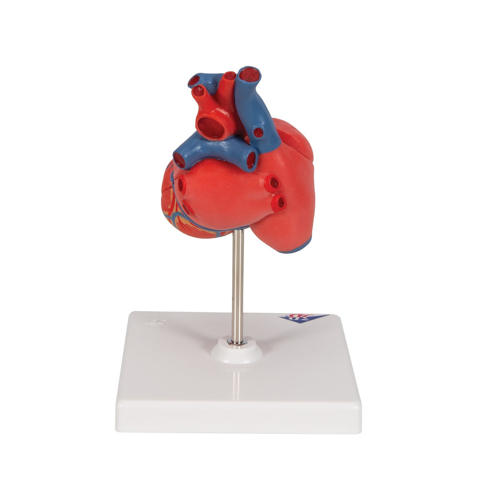 Classic Anatomical Heart Model (2 part)