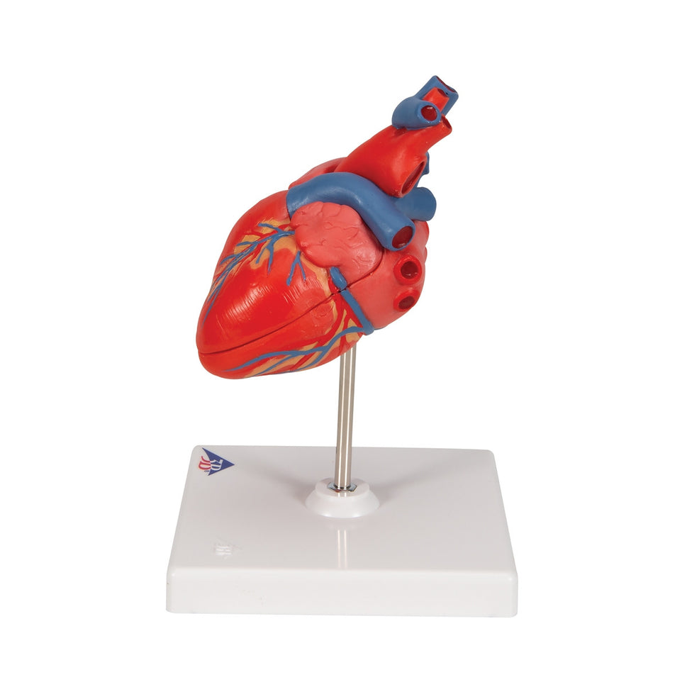 Classic Anatomical Heart Model (2 part)