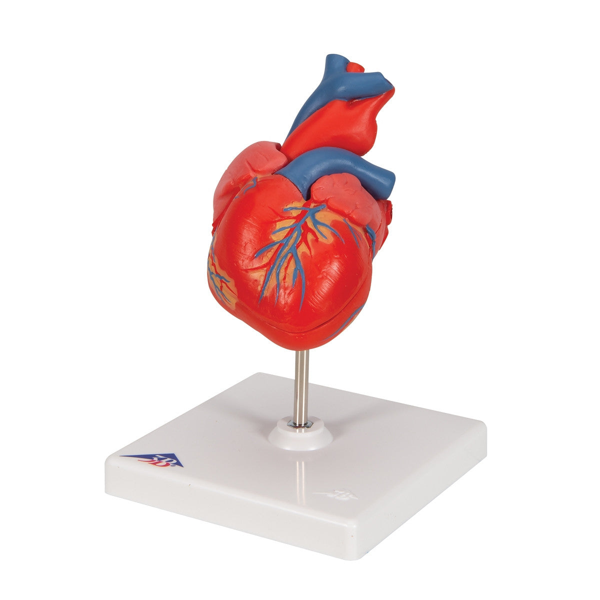 The Classic Anatomical Heart Model G08 / 1017800 dissects into 2 parts and comes with a removable stand.