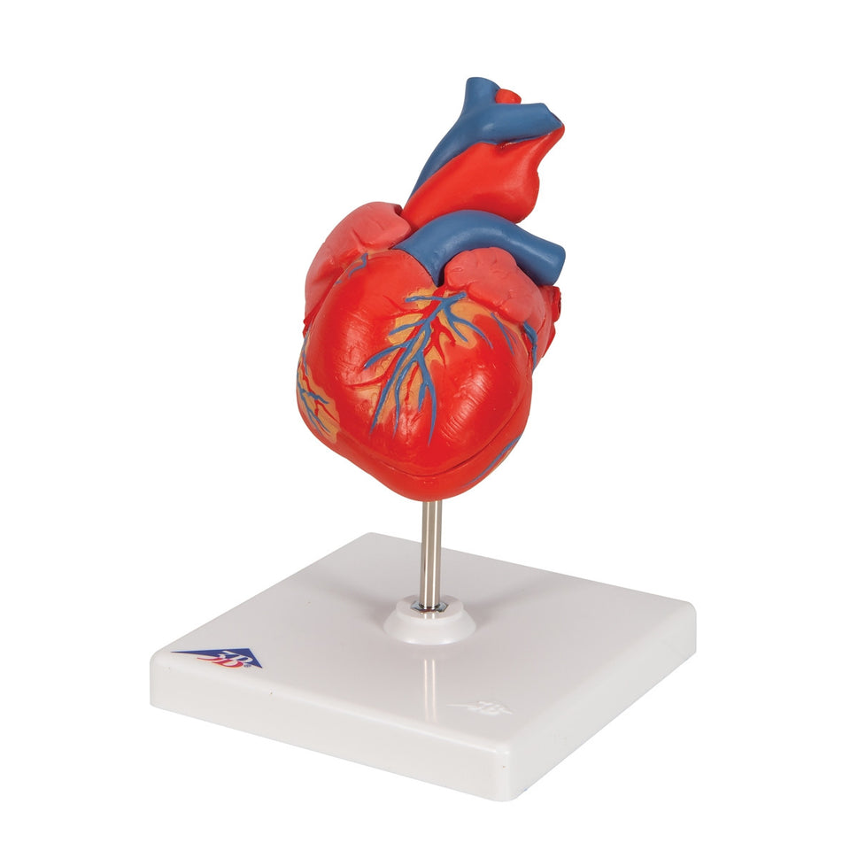 Classic Anatomical Heart Model (2 part)