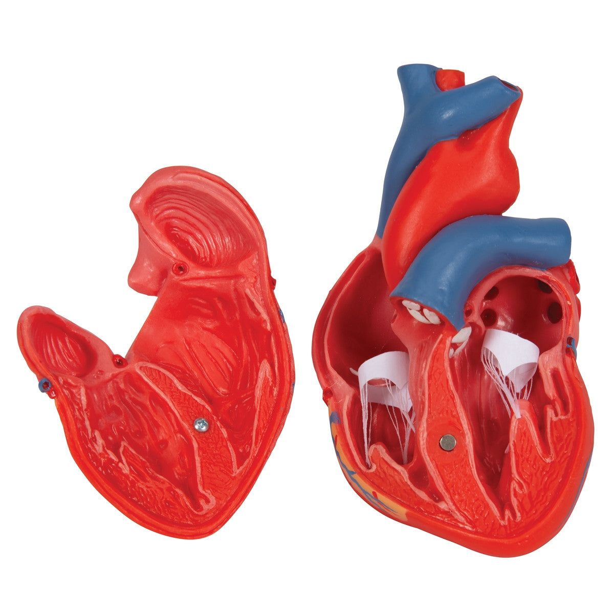 Classic Anatomical Heart Model (2 part)