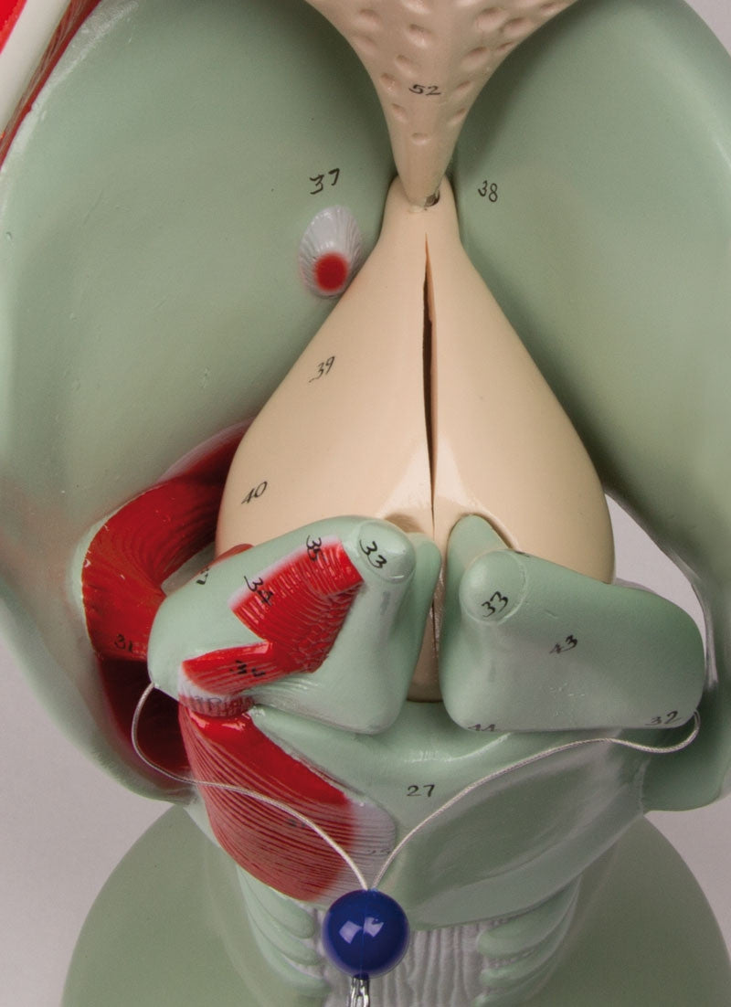 Vocal cords of the giant functional larynx model