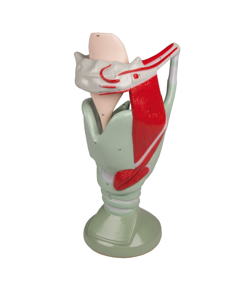 Giant Functional Larynx Model (4 times life size)
