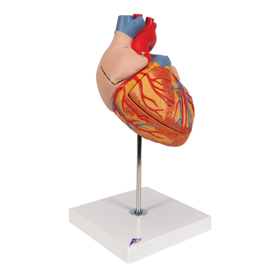 Heart Model (2 times life size, 4 part)