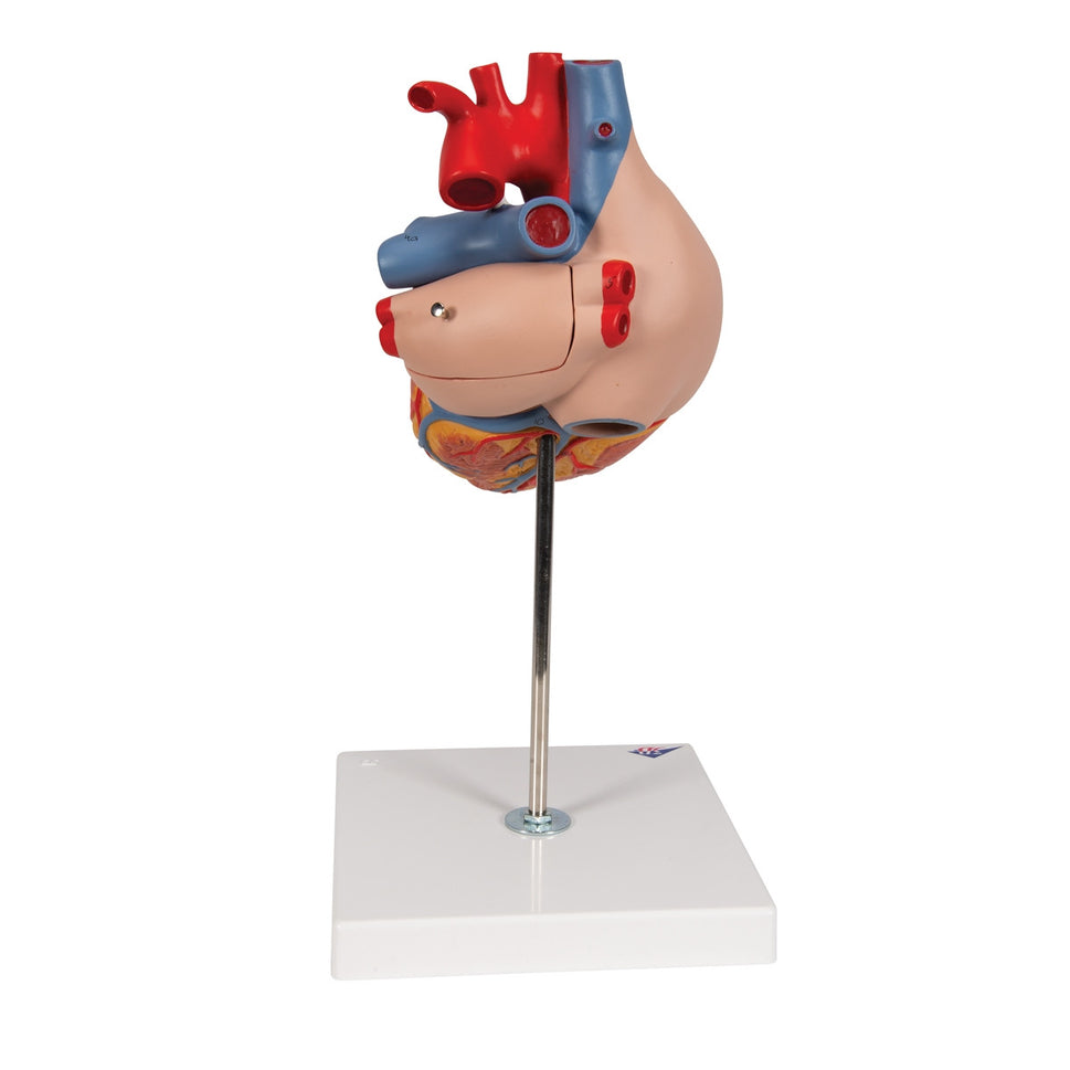 Heart Model (2 times life size, 4 part)